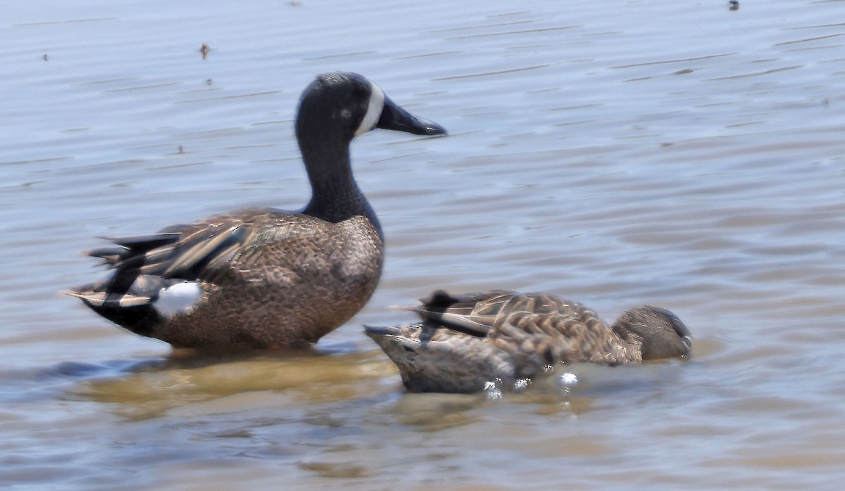 Blue-winged Teal - ML619349701