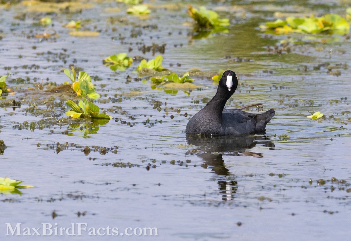 American Coot (Red-shielded) - ML619349804