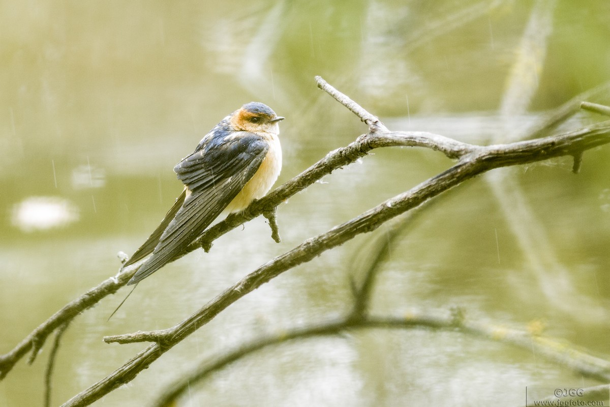 Red-rumped Swallow - ML619349844