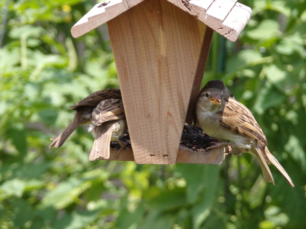 House Sparrow - ML619349945
