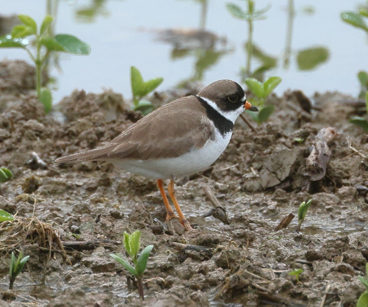 Semipalmated Plover - ML619349985
