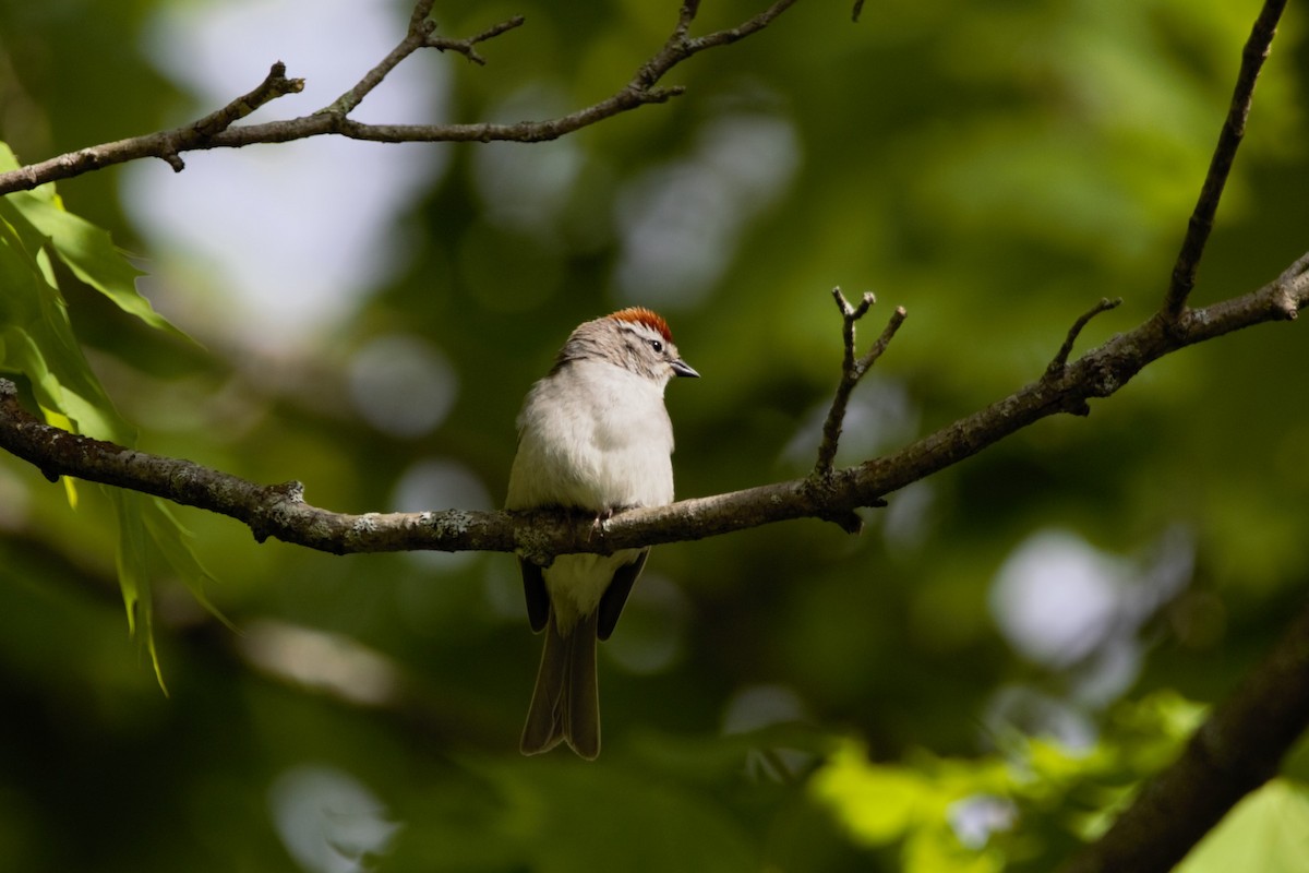 Chipping Sparrow - ML619350029