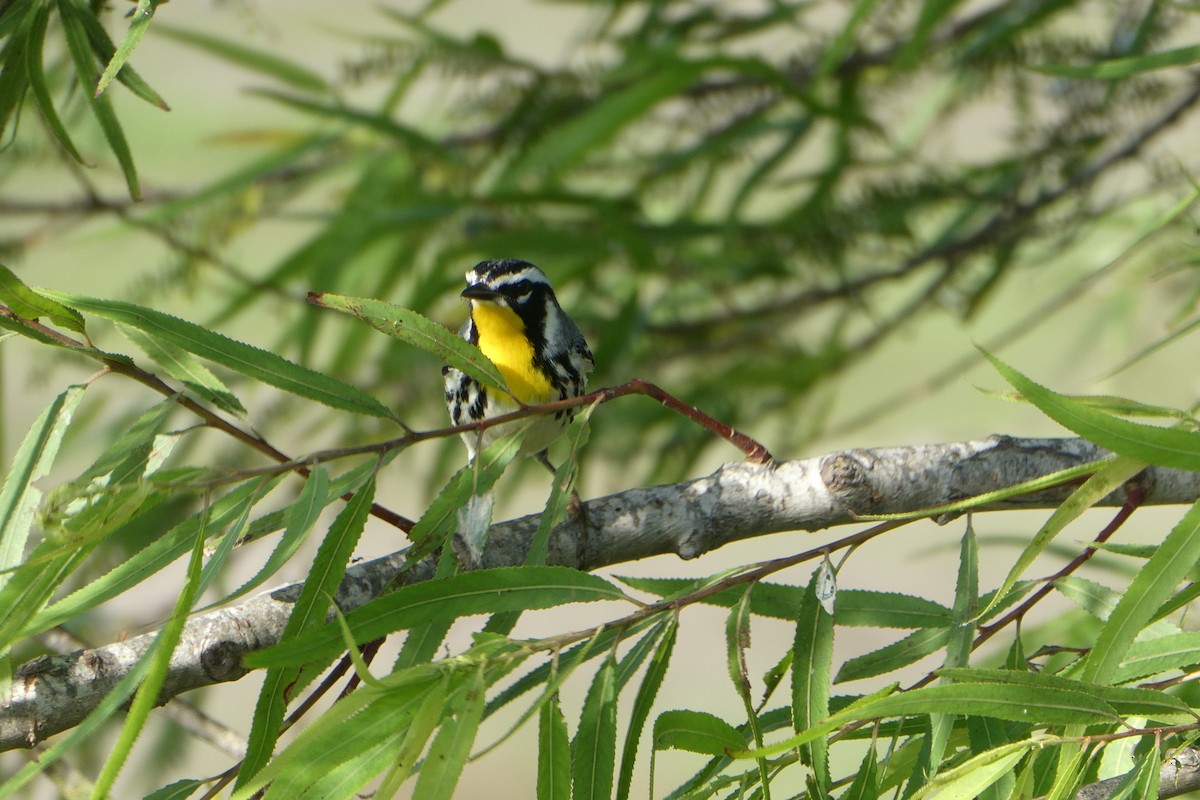 Yellow-throated Warbler - ML619350035