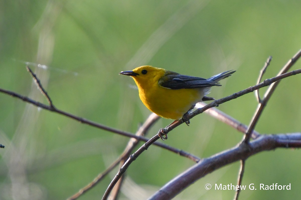 Prothonotary Warbler - ML619350048