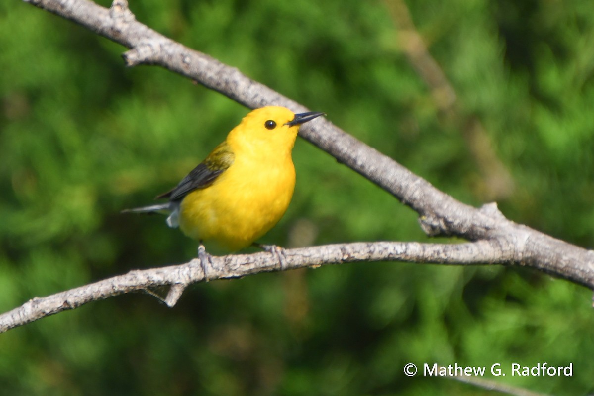 Prothonotary Warbler - ML619350049