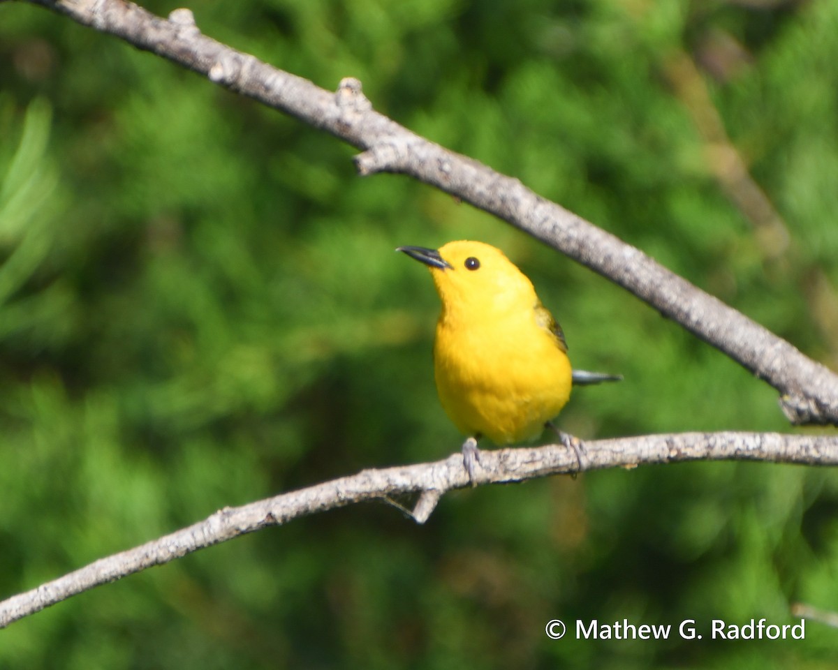 Prothonotary Warbler - ML619350050