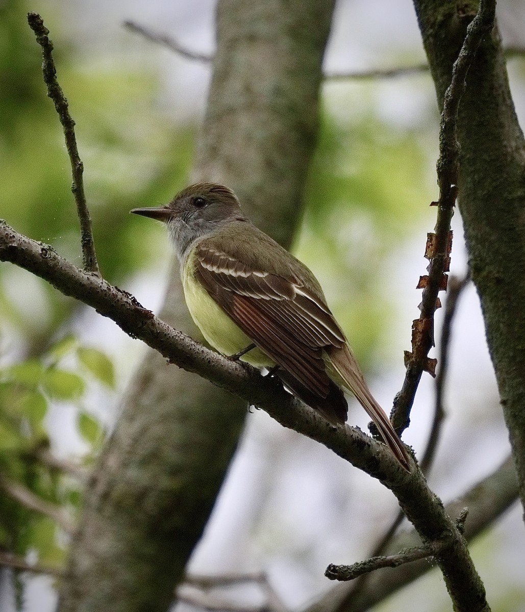 Great Crested Flycatcher - ML619350114