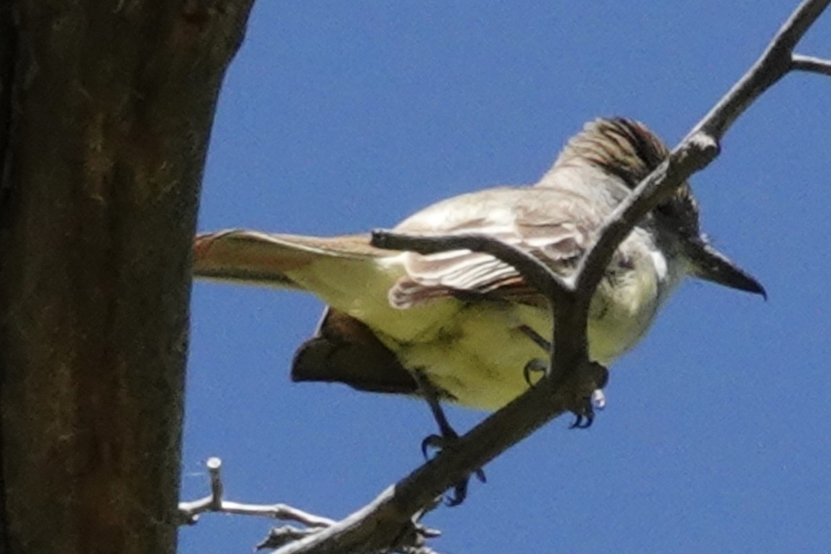 Brown-crested Flycatcher - ML619350122