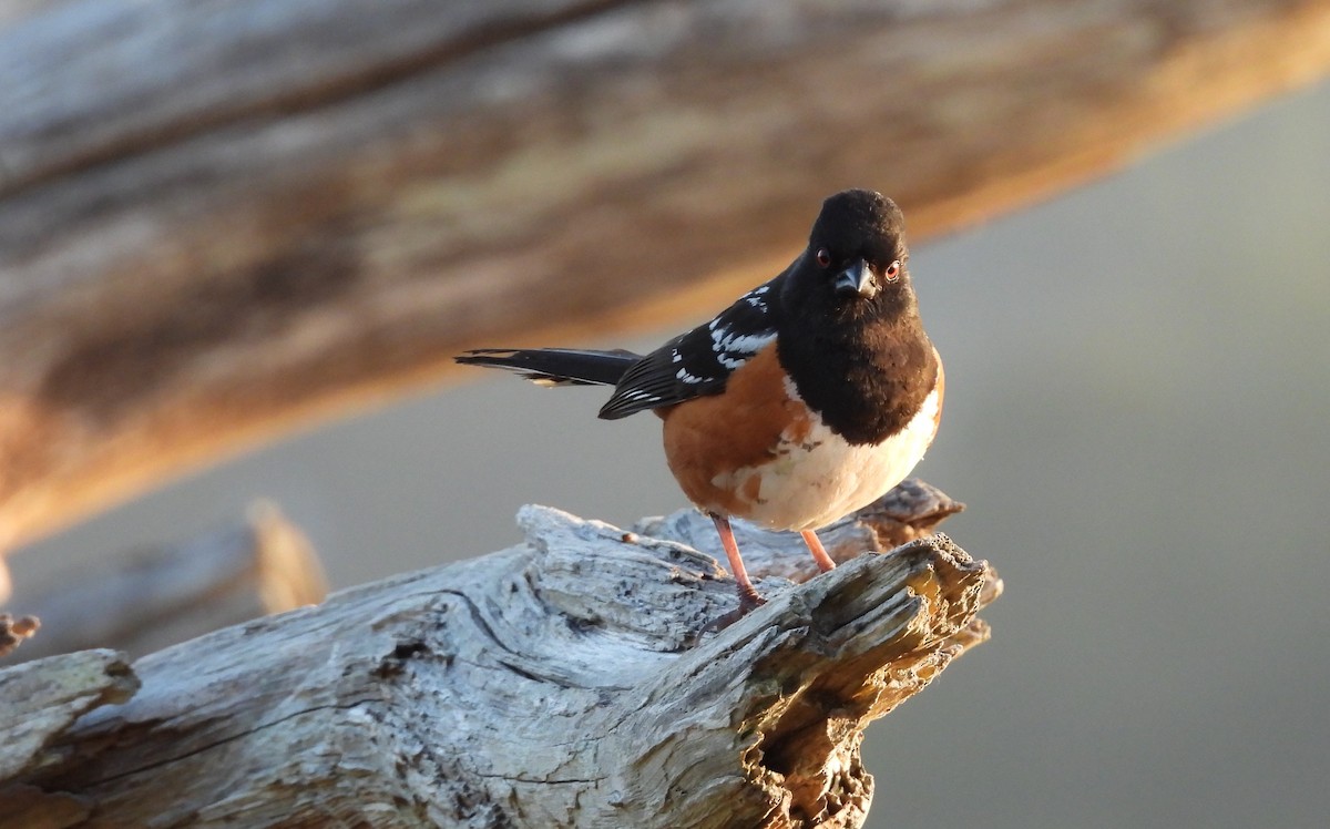 Spotted Towhee - ML619350156