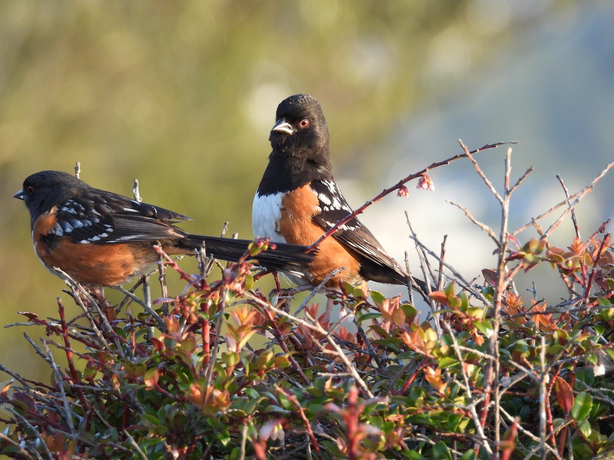 Spotted Towhee - ML619350157