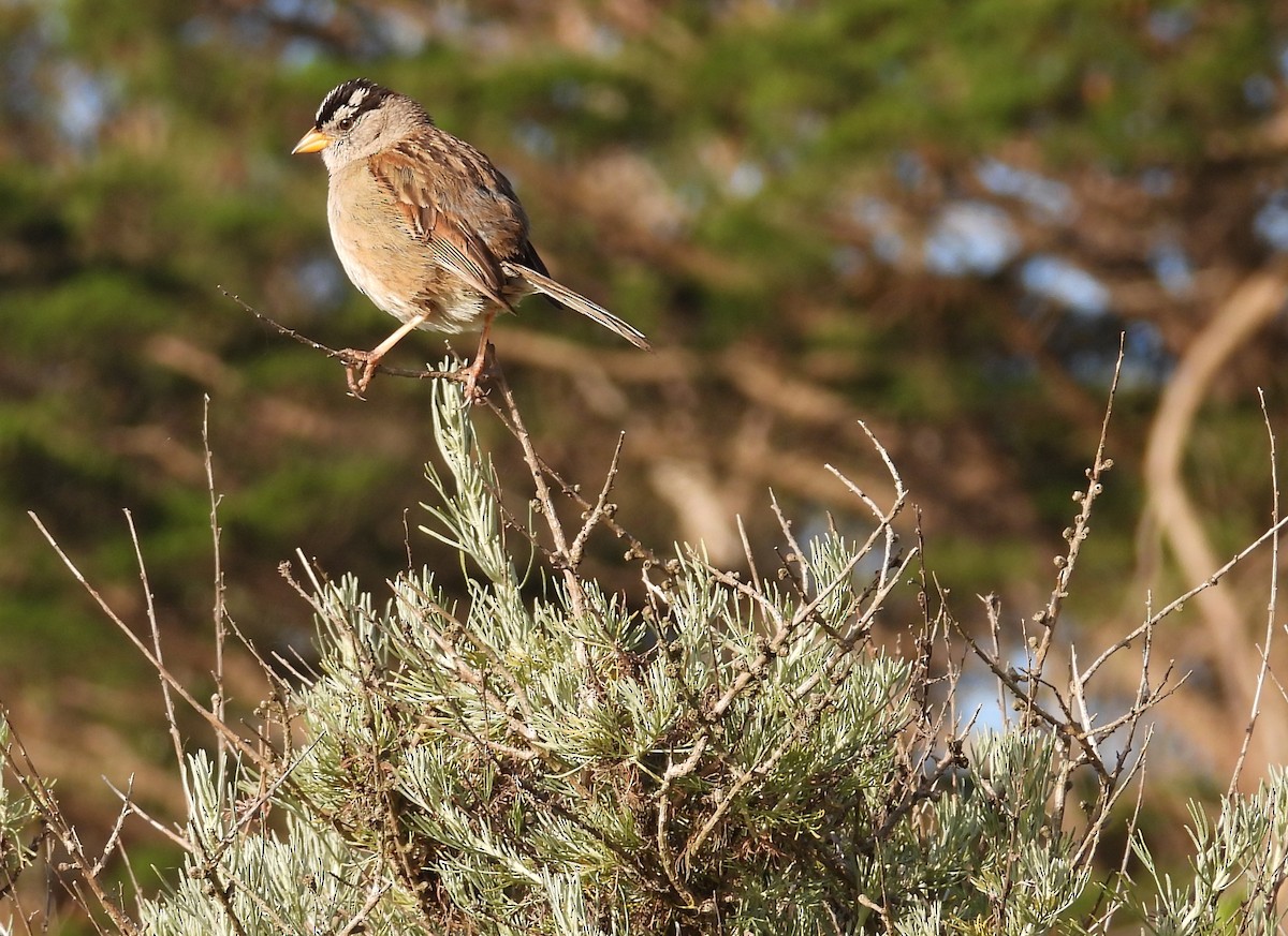 White-crowned Sparrow - ML619350180
