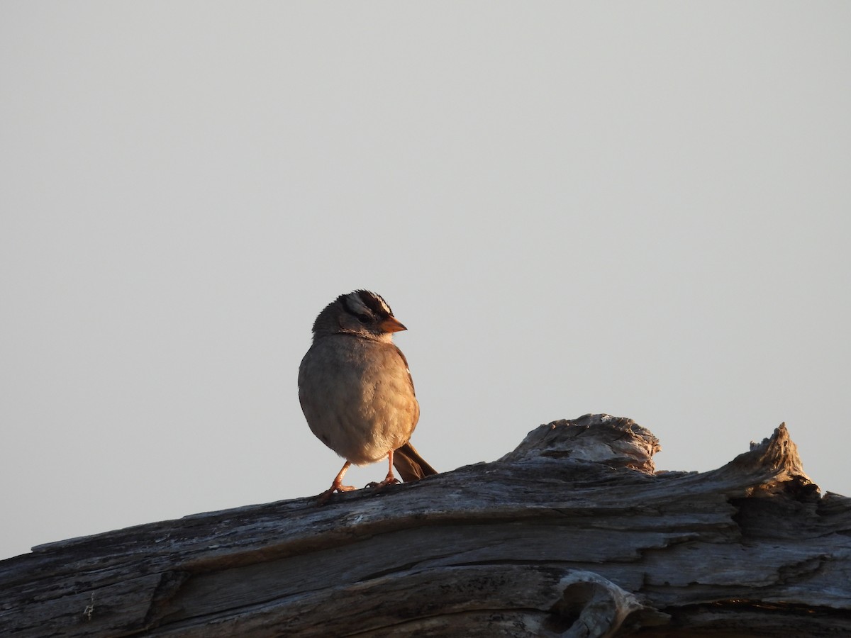 White-crowned Sparrow - ML619350181