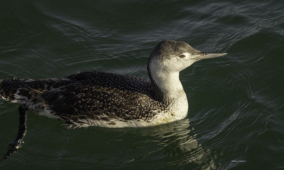 Red-throated Loon - ML619350184