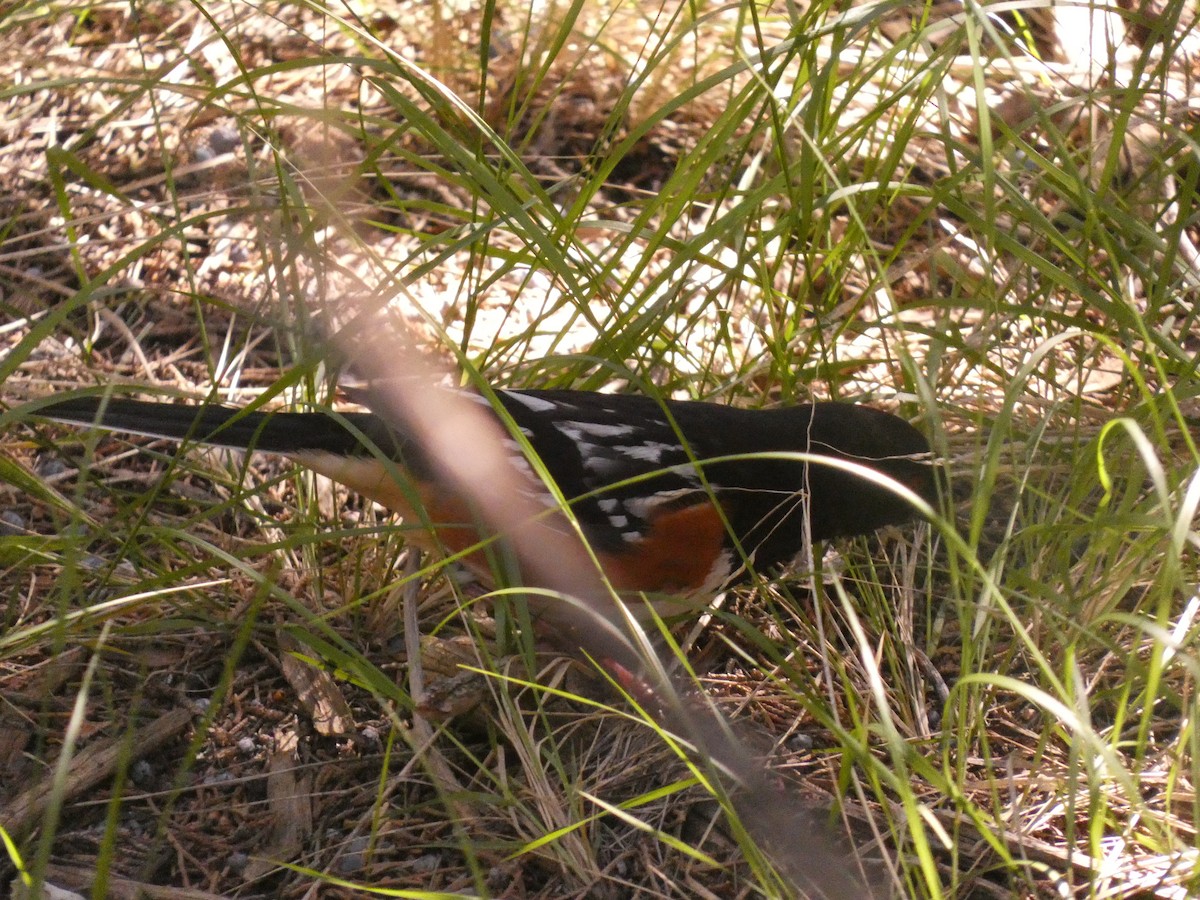 Spotted Towhee - ML619350214