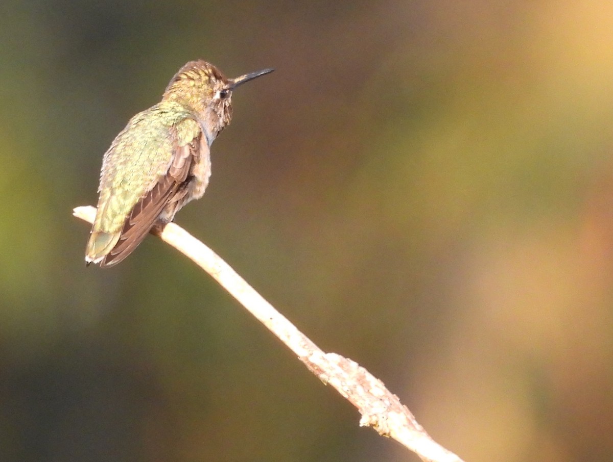 Anna's Hummingbird - ML619350217