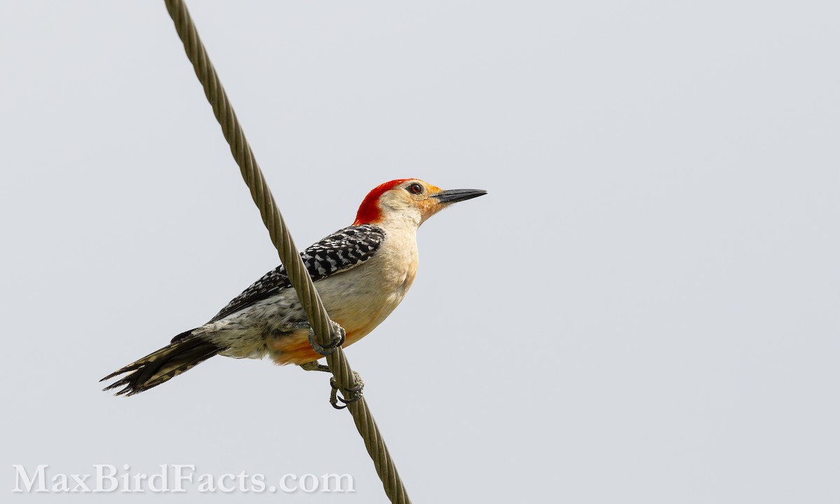 Red-bellied Woodpecker - ML619350234