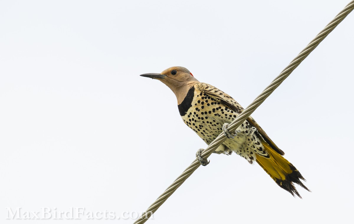Northern Flicker (Yellow-shafted) - ML619350235