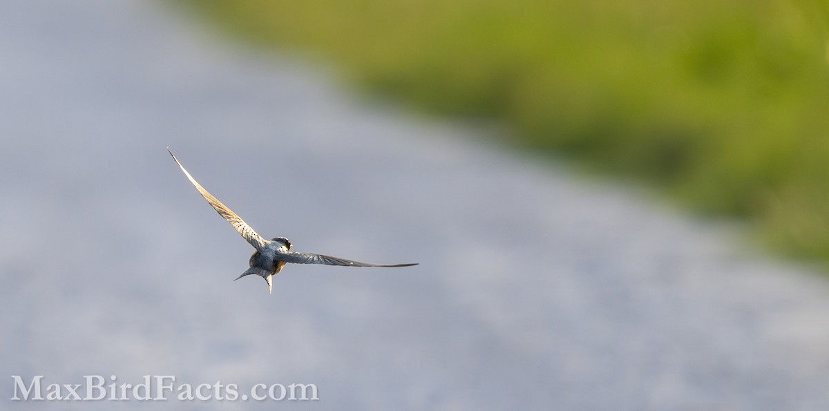 Barn Swallow (American) - ML619350275