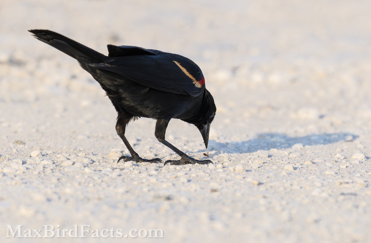 Red-winged Blackbird (Red-winged) - ML619350283