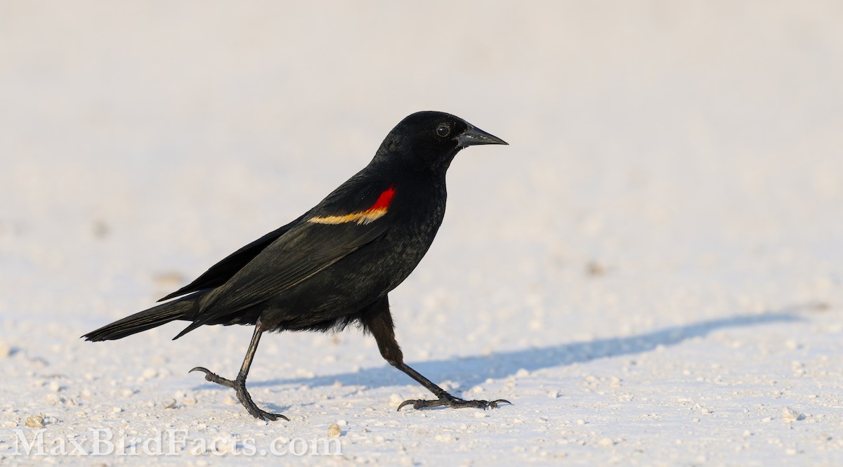 Red-winged Blackbird (Red-winged) - ML619350286