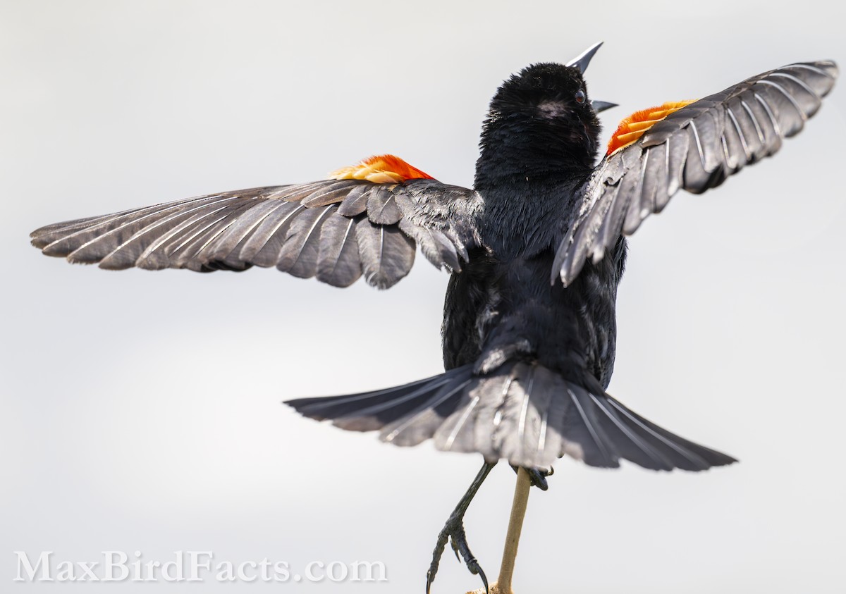 Red-winged Blackbird (Red-winged) - ML619350293