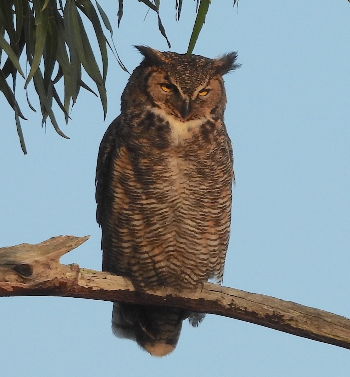 Great Horned Owl - ML619350312