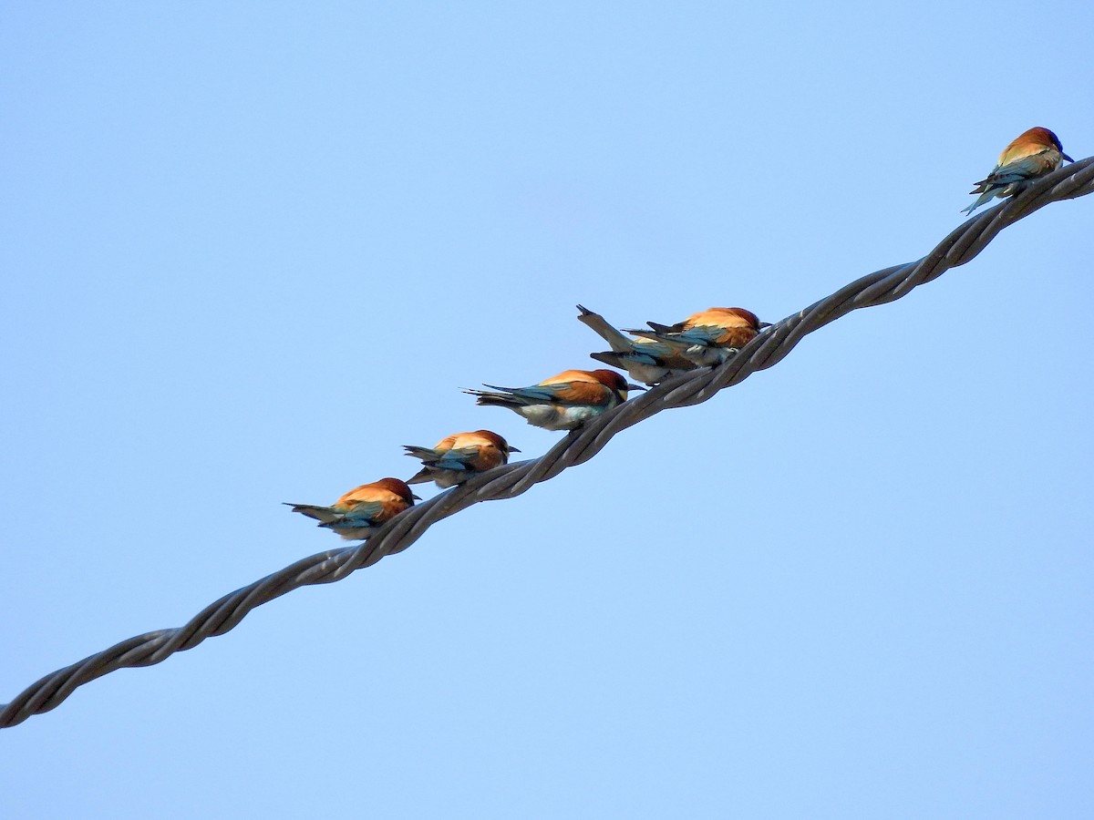 European Bee-eater - ML619350327