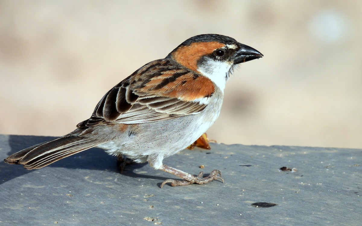 Cape Verde Sparrow - ML619350357