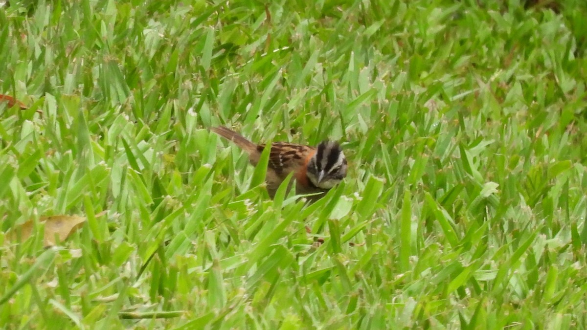 Rufous-collared Sparrow - ML619350374