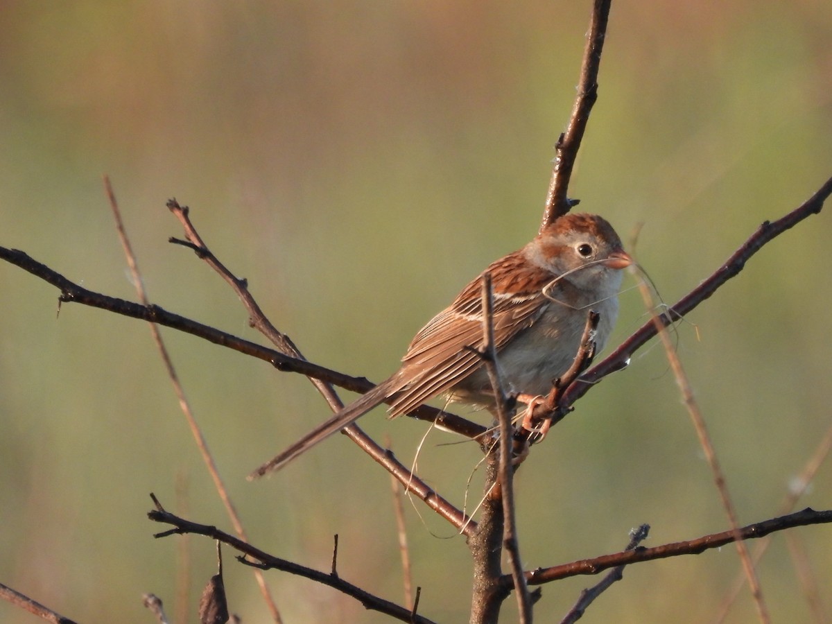 Field Sparrow - ML619350381