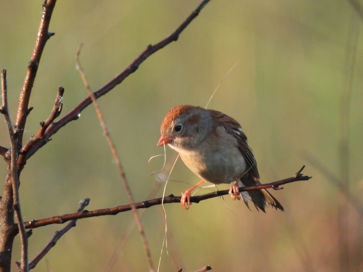 Field Sparrow - ML619350387
