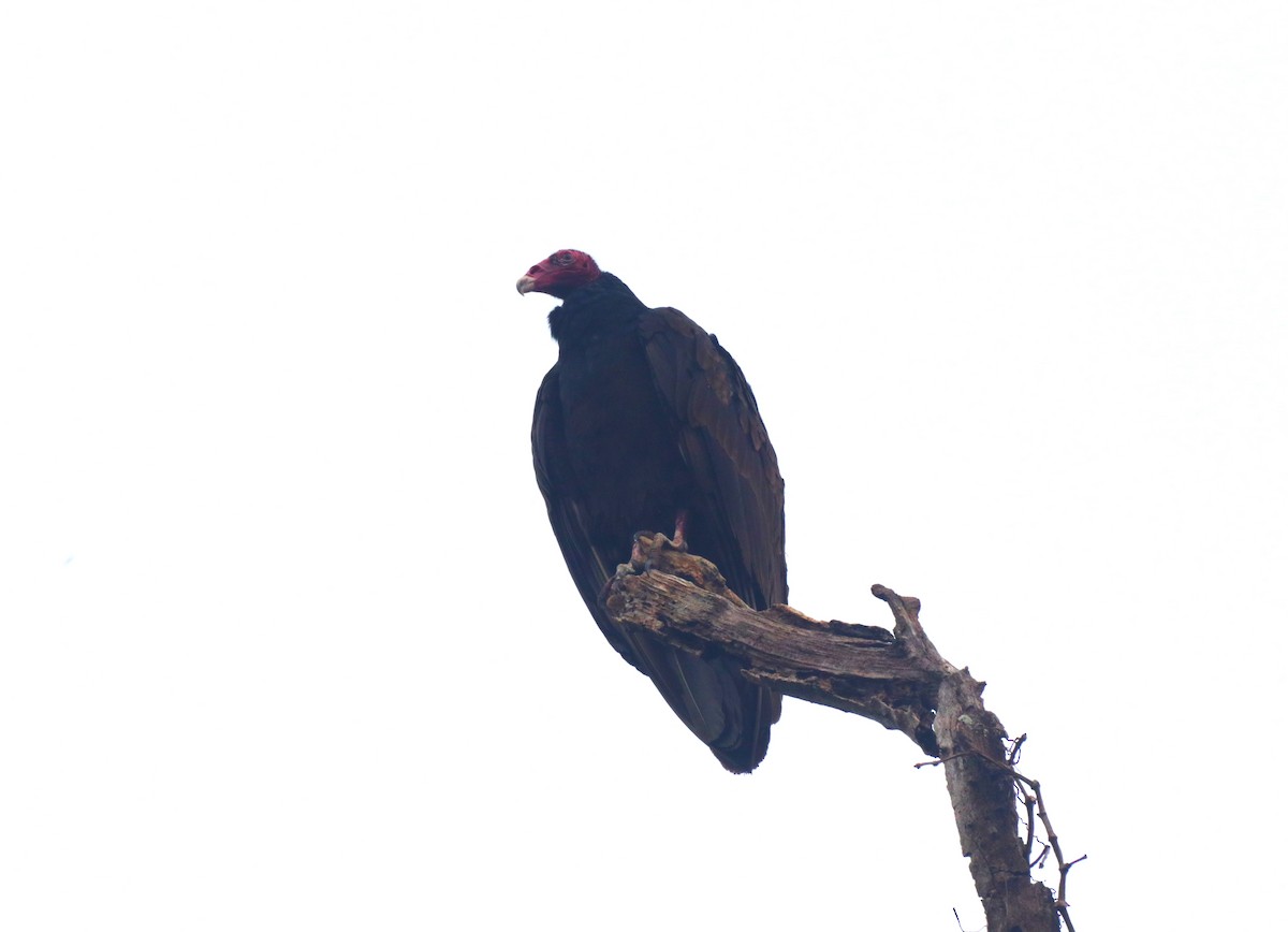 Turkey Vulture - ML619350401