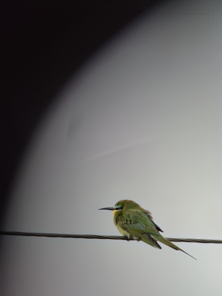 Blue-cheeked Bee-eater - ML619350407