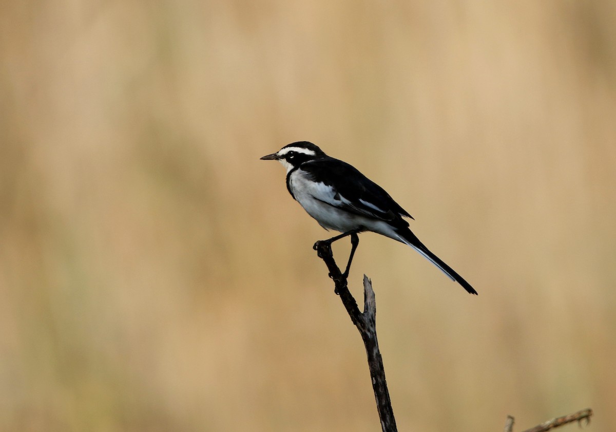 African Pied Wagtail - ML619350416