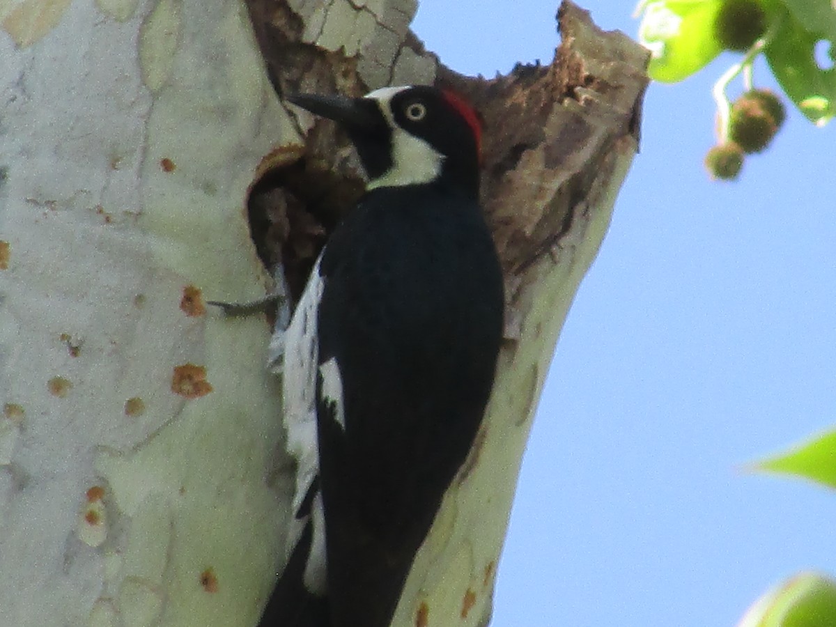 Acorn Woodpecker - ML619350429