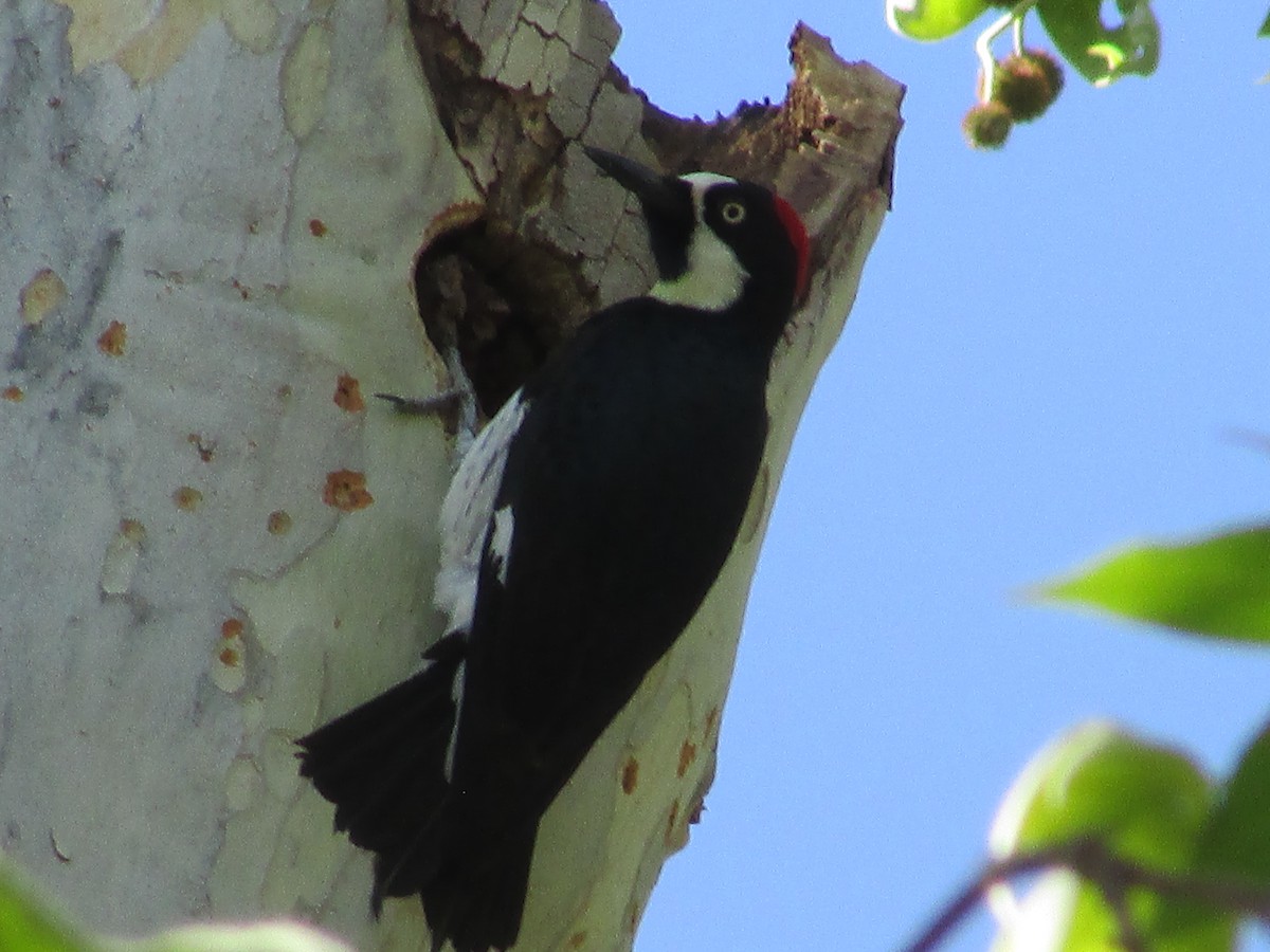 Acorn Woodpecker - ML619350432