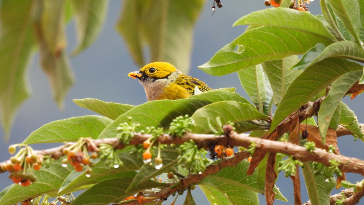 Silver-throated Tanager - ML619350434