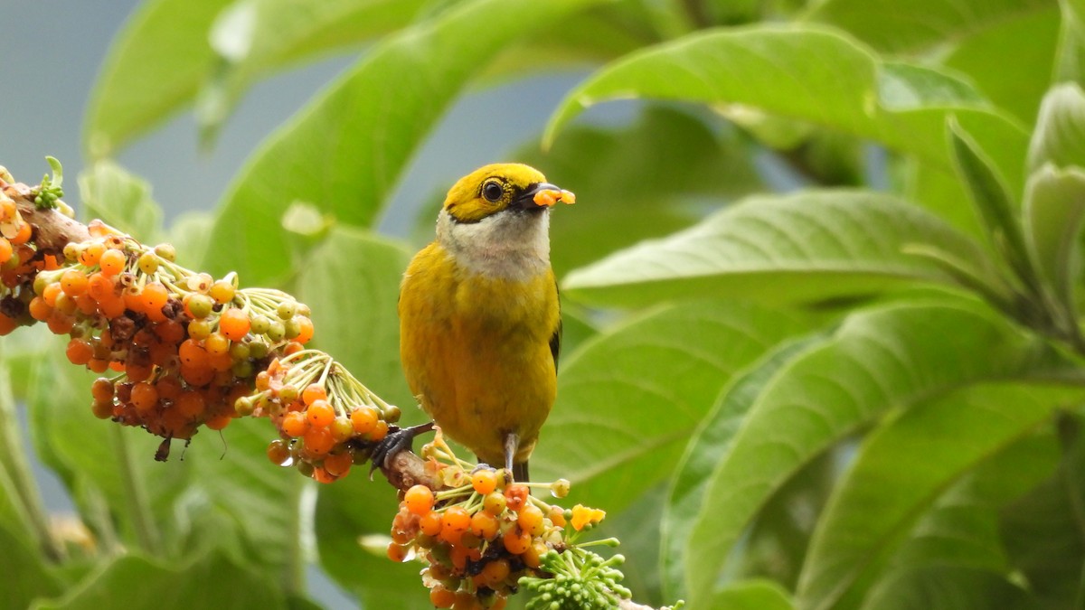 Silver-throated Tanager - ML619350436