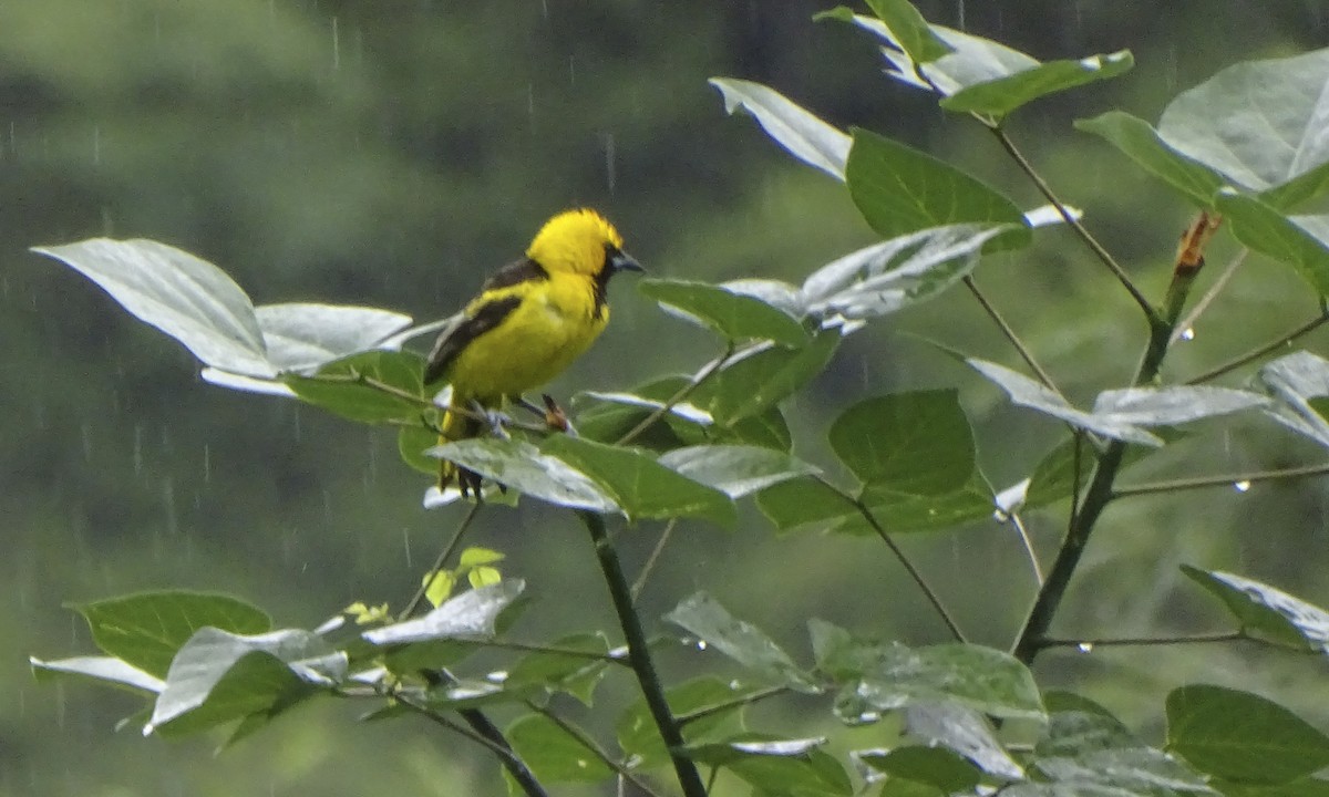 Yellow-tailed Oriole - ML619350457
