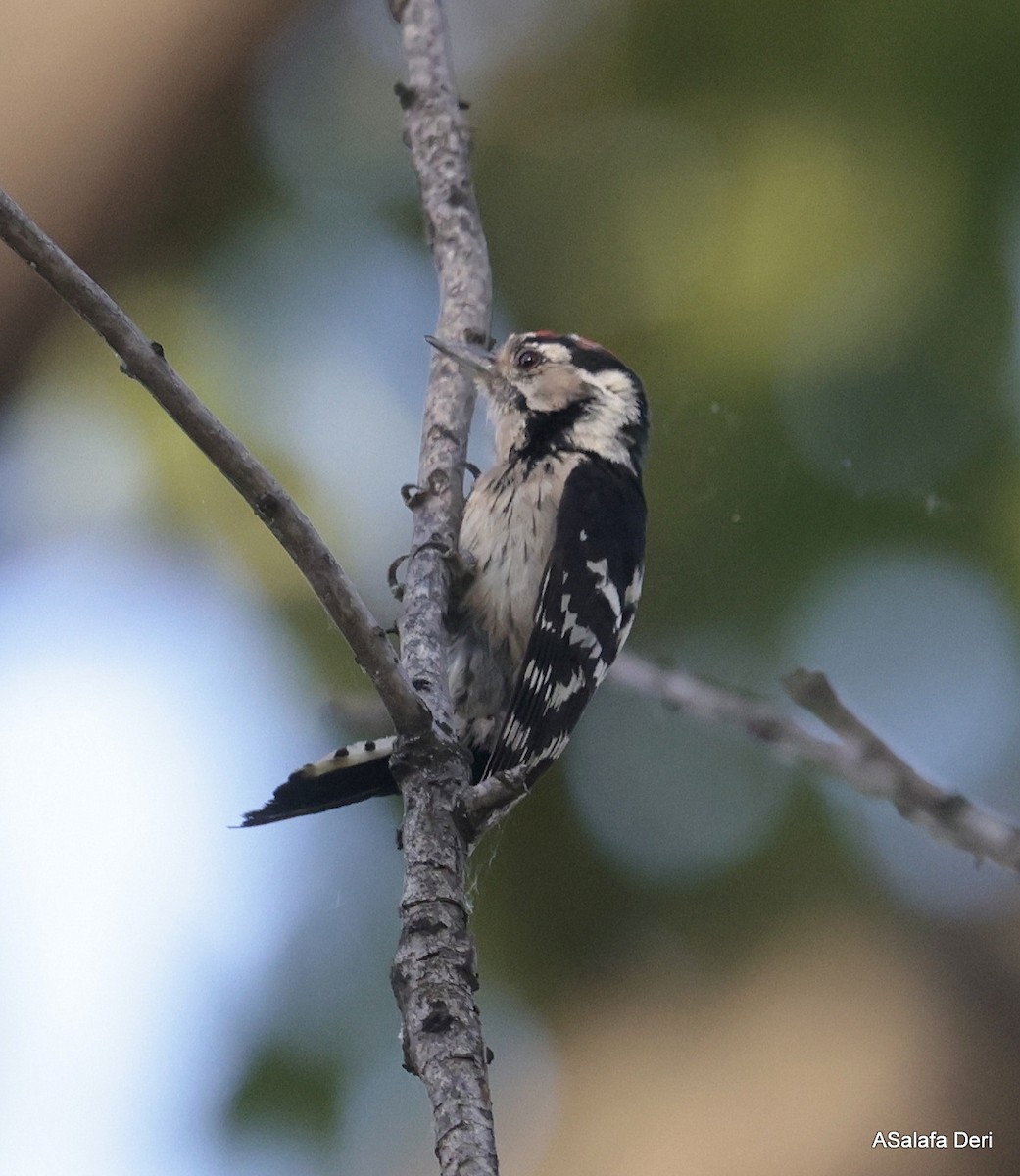 Lesser Spotted Woodpecker - ML619350464