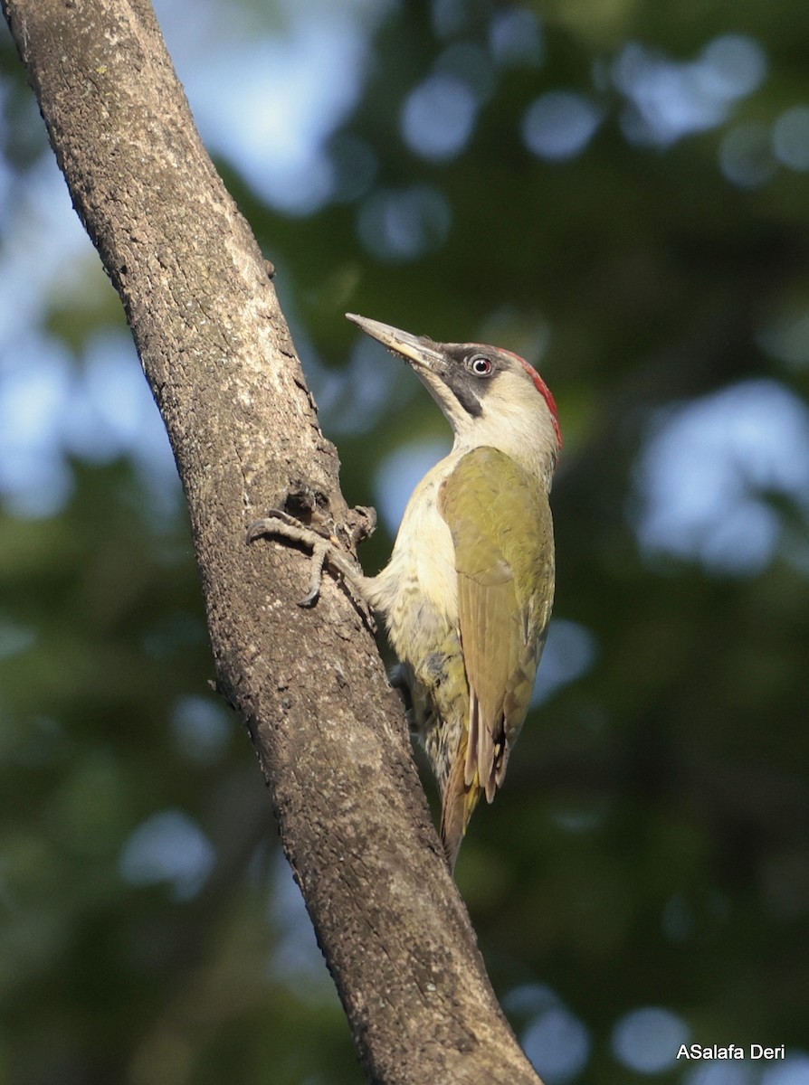 Eurasian Green Woodpecker - ML619350469