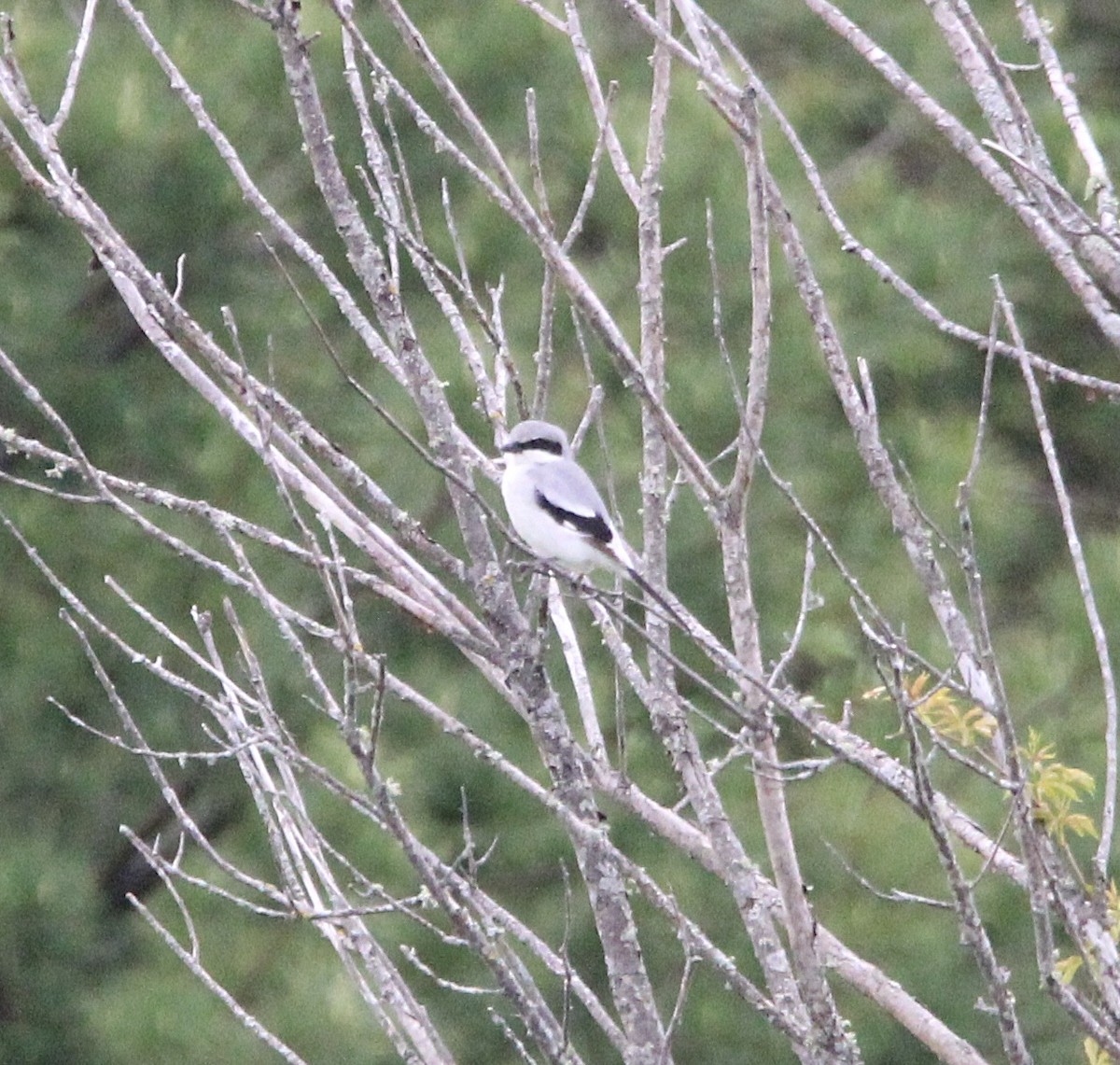 Loggerhead Shrike - ML619350513