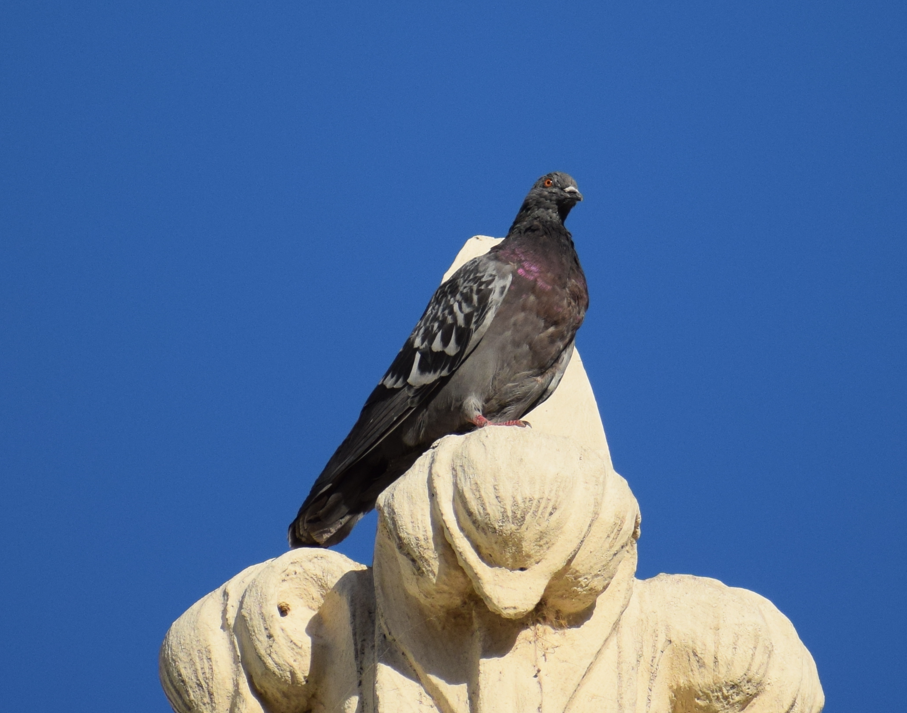 Rock Pigeon (Feral Pigeon) - ML619350531