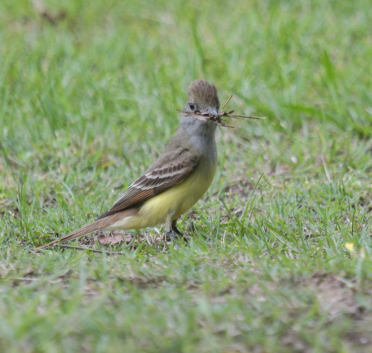 Great Crested Flycatcher - ML619350572
