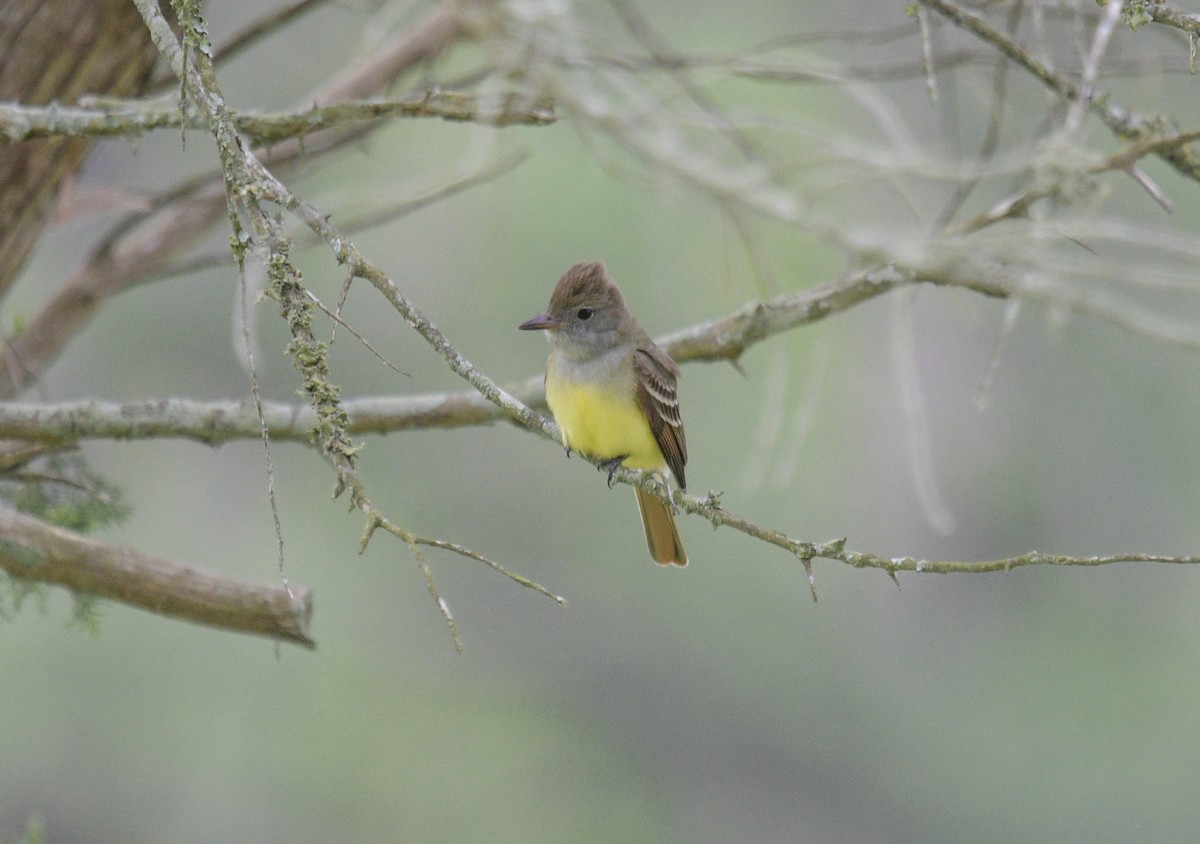 Great Crested Flycatcher - ML619350573