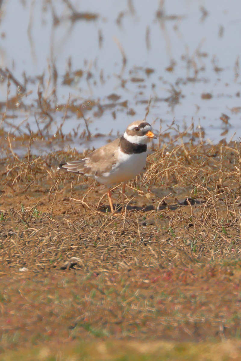 Common Ringed Plover - ML619350576