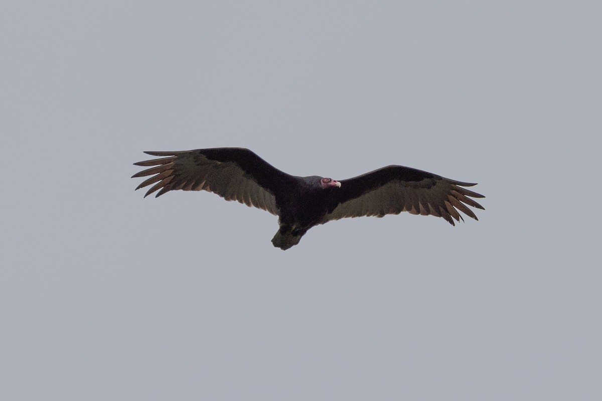 Turkey Vulture - ML619350631