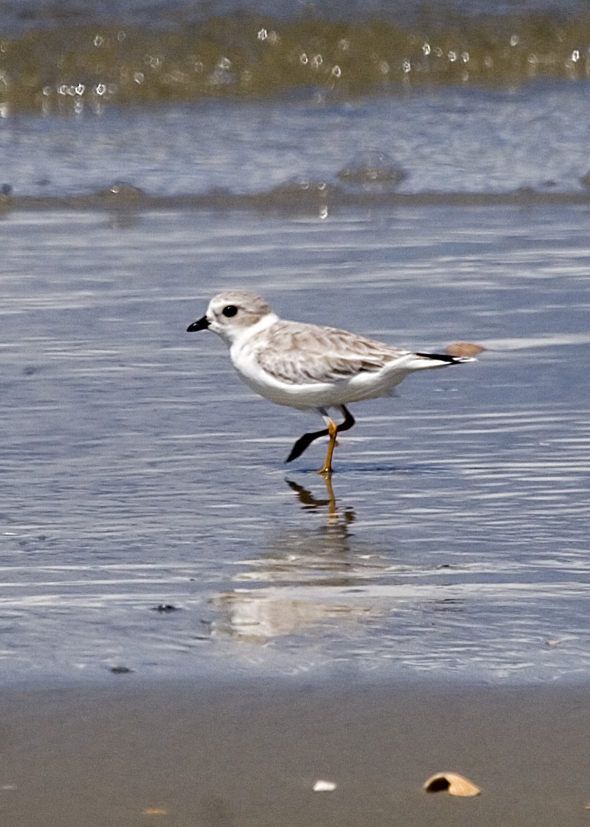 Piping Plover - ML619350662