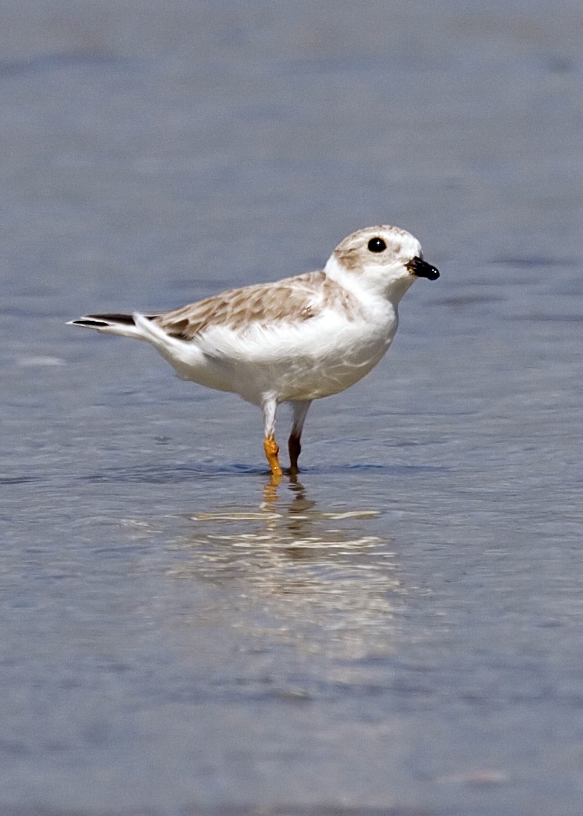Piping Plover - ML619350663