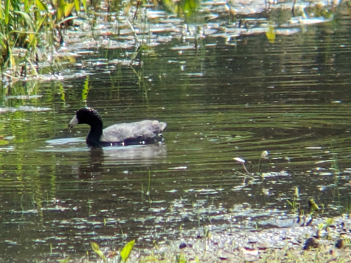American Coot (Red-shielded) - ML619350772